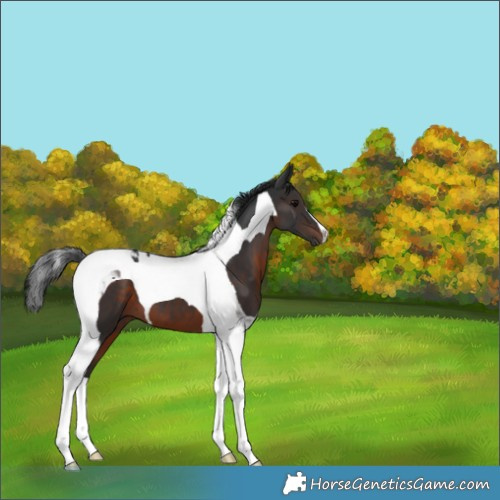 Horse Color:Brown Tobiano 