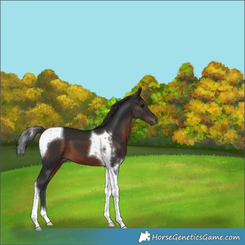 Horse Color:Brown Tobiano 