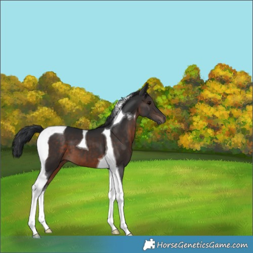 Horse Color:Brown Tobiano 