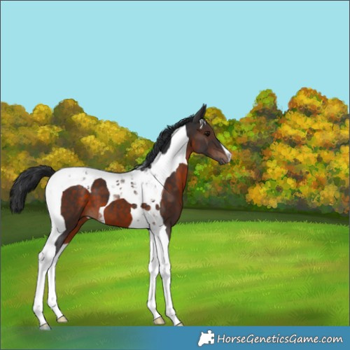 Horse Color:Brown Tobiano 