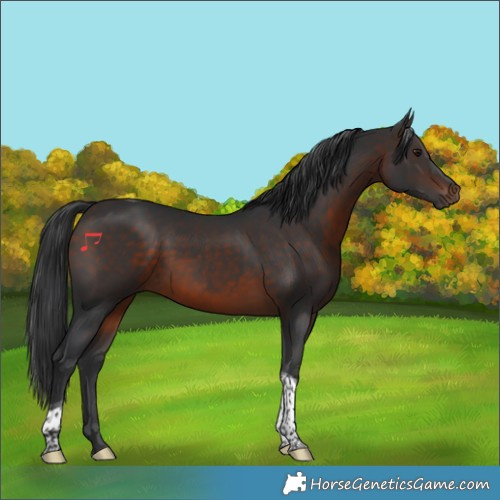 Horse Color:Brown Tobiano Rabicano 