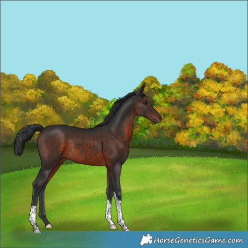 Horse Color:Brown Tobiano Rabicano 