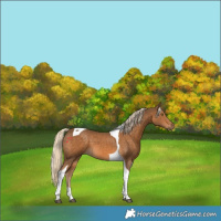 Horse Color:Chocolate Palomino Tobiano 