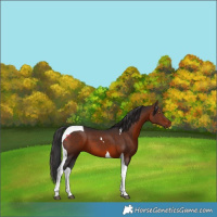 Horse Color:Brown Tobiano 