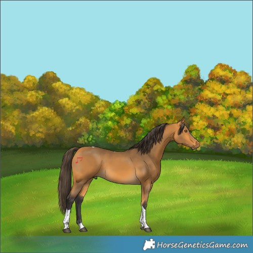 Horse Color:Buckskin Tobiano 