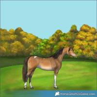 Horse Color:Buckskin Tobiano 