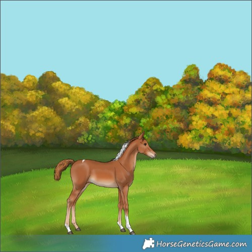 Horse Color:Chestnut Tobiano 