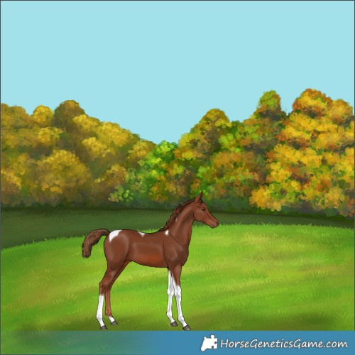 Horse Color:Chestnut Tobiano 