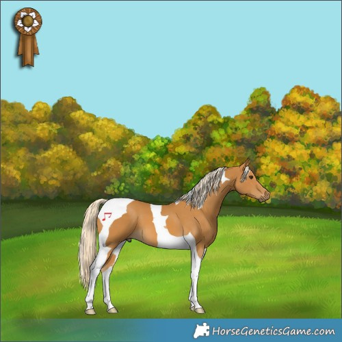 Horse Color:Palomino Tobiano 