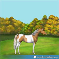 Horse Color:Palomino Tobiano Rabicano 