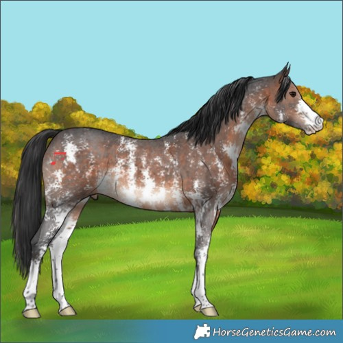 Horse Color:Brown Sabino 