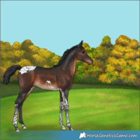 Horse Color:Brown Tobiano 