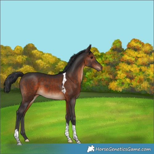 Horse Color:Brown Tobiano 