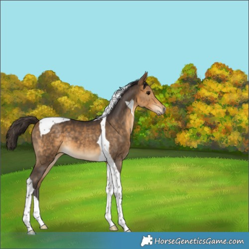 Horse Color:Buckskin Tobiano 