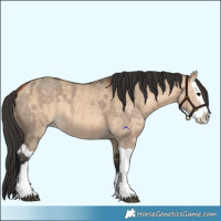 Horse Color:Bay Dun Splash and Bay Dun Splash