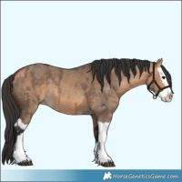 Horse Color:Bay Dun Splash and Bay Dun Splash