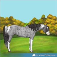 Horse Color:Smoky Blue Roan Splash Tobiano 