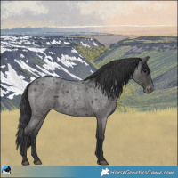 Horse Color:Blue Roan Appaloosa 