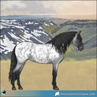 Horse Color:Blue Roan Appaloosa