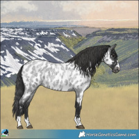Horse Color:Blue Roan Appaloosa