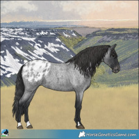 Horse Color:Blue Roan Appaloosa 