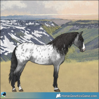 Horse Color:Blue Roan Appaloosa
