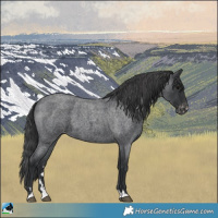 Horse Color:Blue Roan Appaloosa