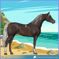 Horse Color:Silver Brown Tobiano Rabicano 