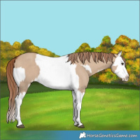 Horse Color:Red Dun Splash  and Red Dun Splash 