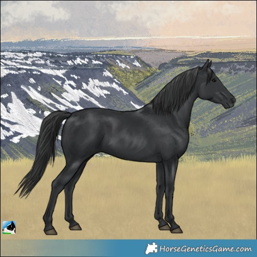 Horse Color:Black and Black