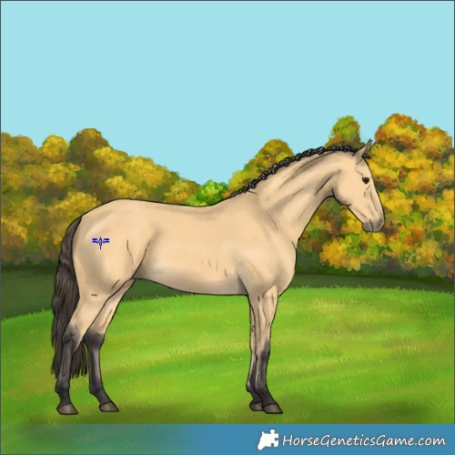 Horse Color:Buckskin