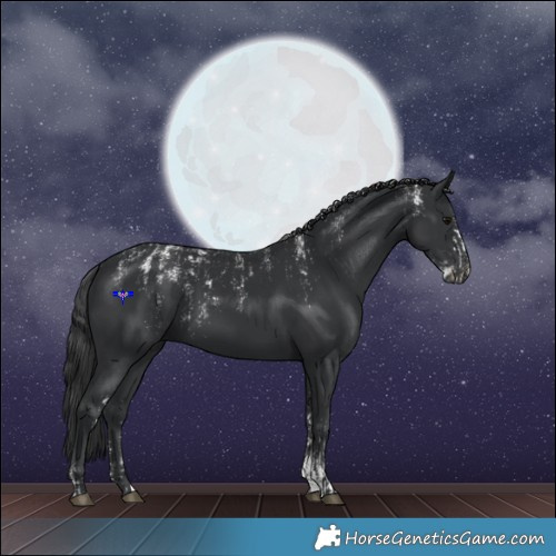 Horse Color:Black  and Black 