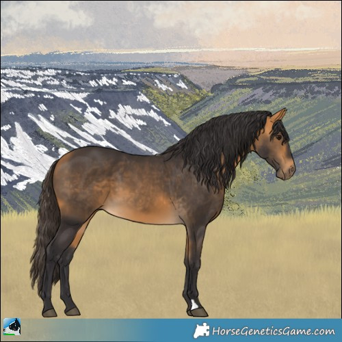 Horse Color:Buckskin 