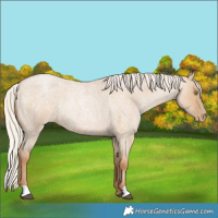 Horse Color:Silver Grullo Roan Pearl 