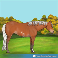 Horse Color:Silver Bay Sabino Rabicano 