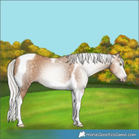 Horse Color:Gray Silver Amber Champagne Splash Tobiano Frame 