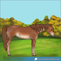 Horse Color:Chestnut 