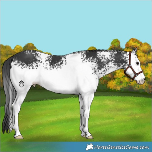 Horse Color:White Spotted Black 