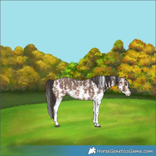 Horse Color:Bay Sabino Rabicano 