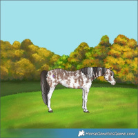 Horse Color:Bay Sabino Rabicano 