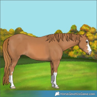 Horse Color:Chestnut 