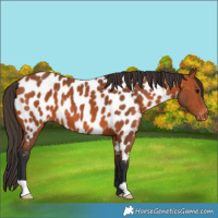 Horse Color:Bay Appaloosa