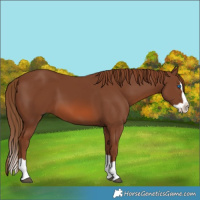 Horse Color:Chestnut Splash 