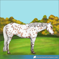 Horse Color:Silver Brown Near Leopard 