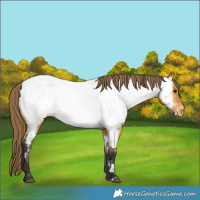 Horse Color:Buckskin Appaloosa 