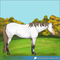 Horse Color:Buckskin Near Fewspot 