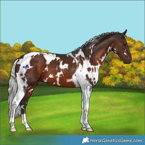 Horse Color:White Spotted Silver Brown Tobiano 