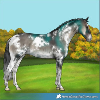 Horse Color:White Spotted Blue Onyx Brindle 
