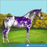 Horse Color:White Spotted Blue Onyx