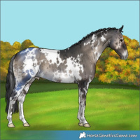 Horse Color:White Spotted Blue Onyx 